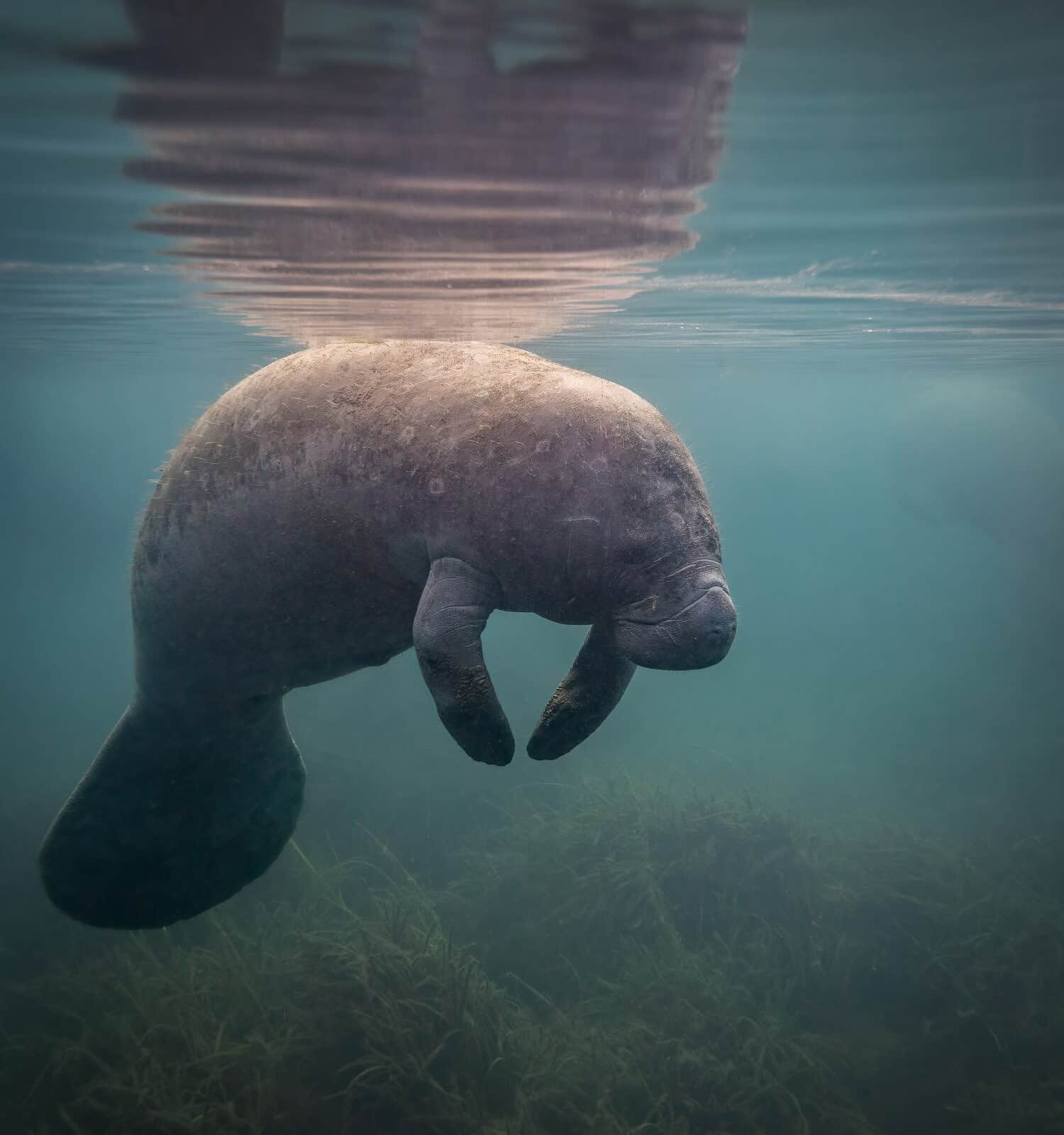 A manatee underwater in Florida