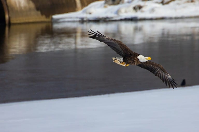 The bald eagle during flight Haliaeetus leucocephalus Onondaga Lake, New York State