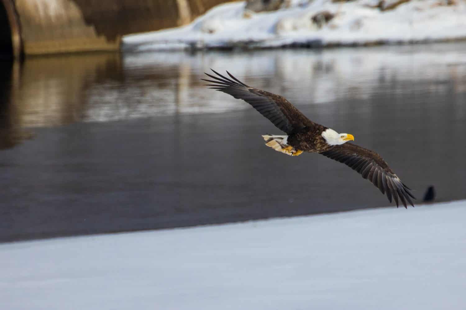 The bald eagle during flight  Haliaeetus leucocephalus  Onondaga Lake, New York State 