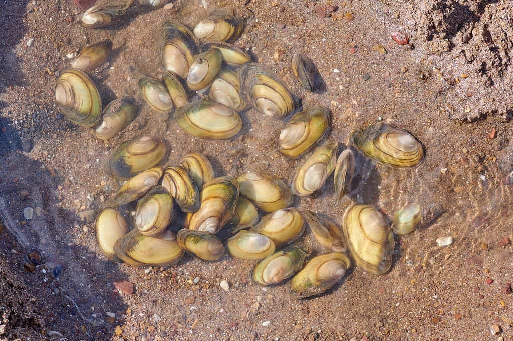 mussels lie in the water a lot