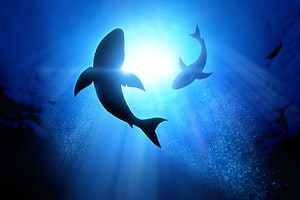 How Do Sharks Communicate? Picture
