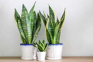 The 3 Best Spots to Put Your Snake Plant (and 3 to Avoid) Picture