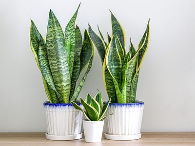 A The 3 Best Spots to Put Your Snake Plant (and 3 to Avoid)