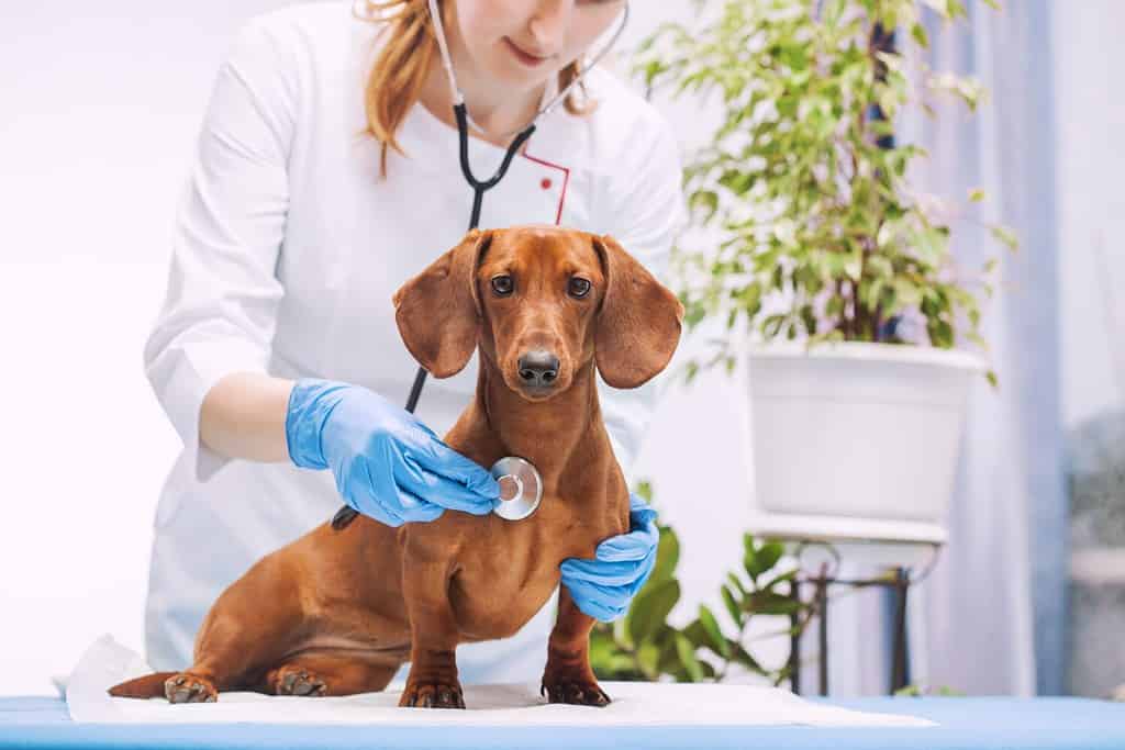 The woman veterinarian doctor listens to the dachshund dog with a stethoscope.