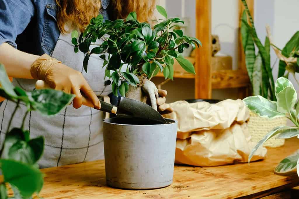 Transplanting ficus ginseng houseplant. Woman fills flowerpot with potting soil. Houseplants growing, tending plants concept.
