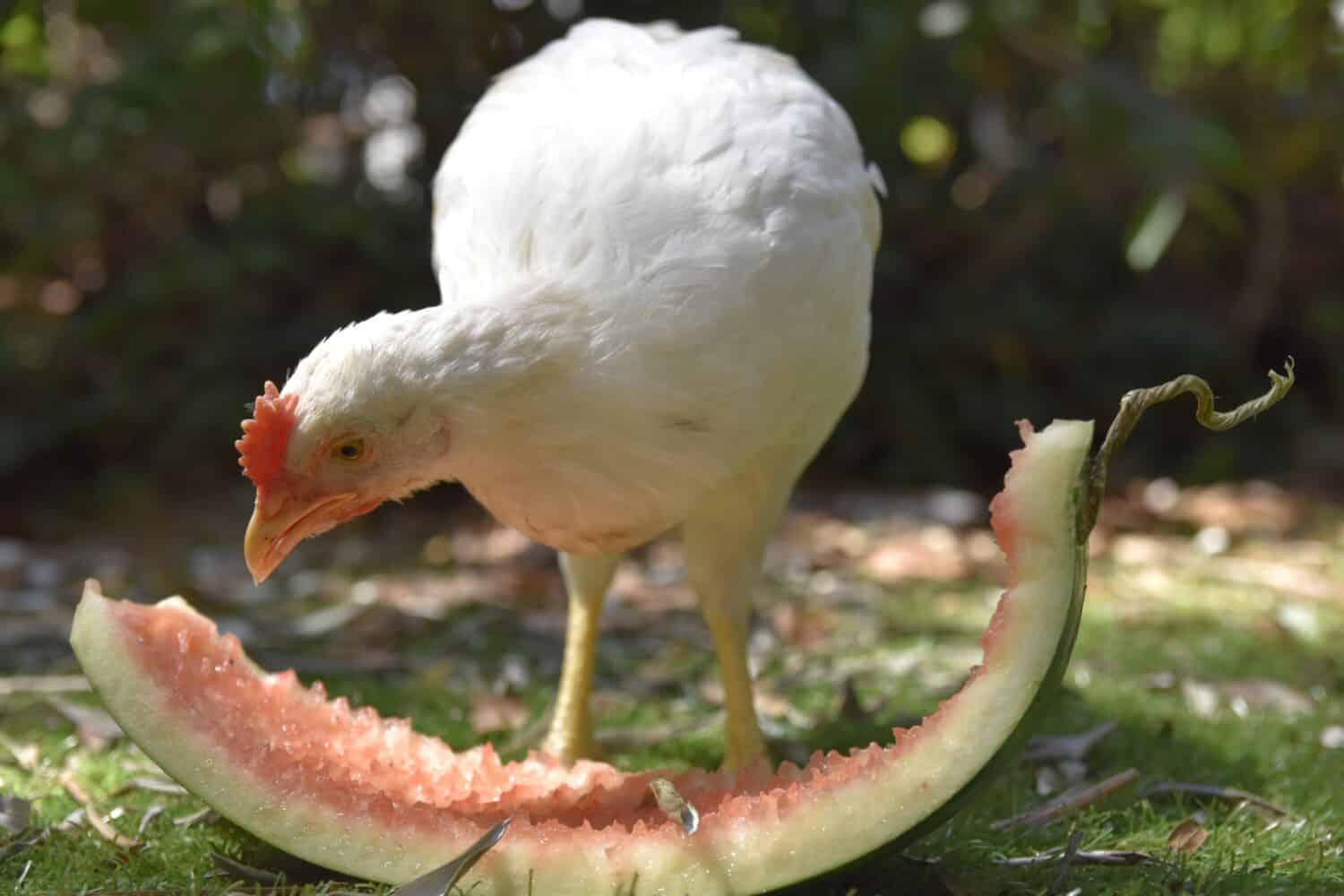 hungry white chicken eating watermelon in the garden 