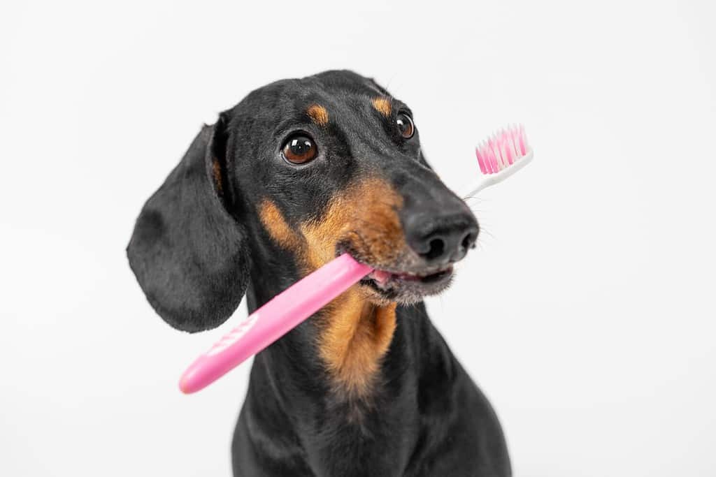 Portrait of cute dachshund dog holding pink toothbrush in mouth, front view, copy space. Pet reminds of benefits of observing personal hygiene rules. Puppy is going to brush its teeth