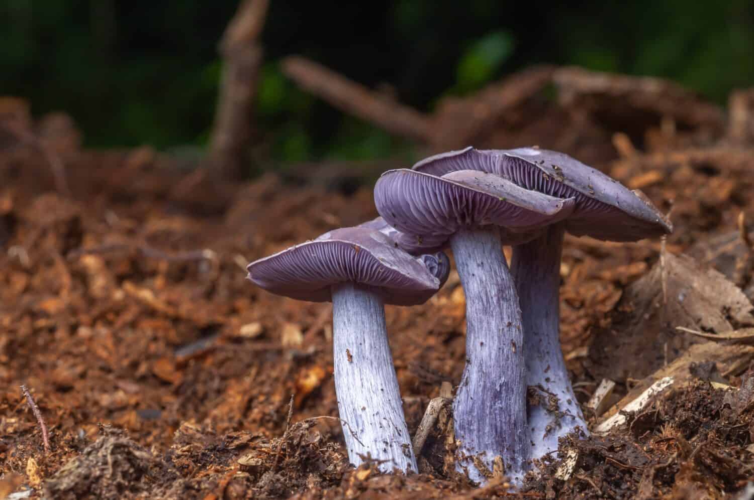 Wood Blewit (Lepista nuda) edible blue mushroom in a forest.