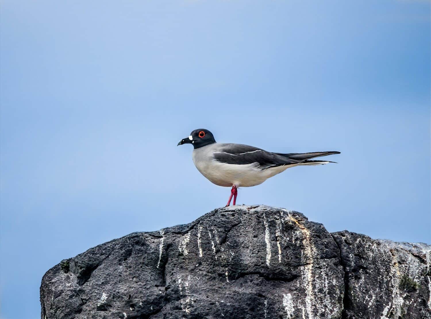 Swallow Tailed Gull perched on a rock in Galapagos Ecuador
