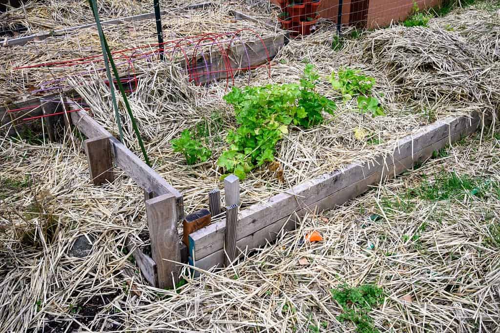 Winterized kitchen garden, raised planting bed covered with straw and wood shavings for weed prevention