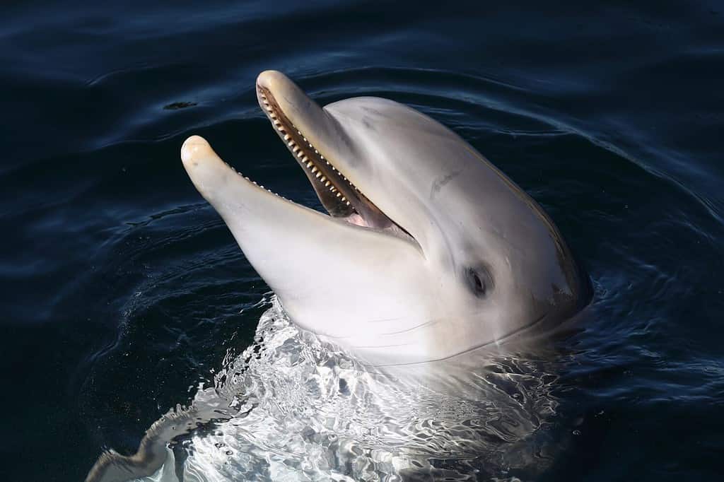 A Common Bottlenose Dolphin being playful