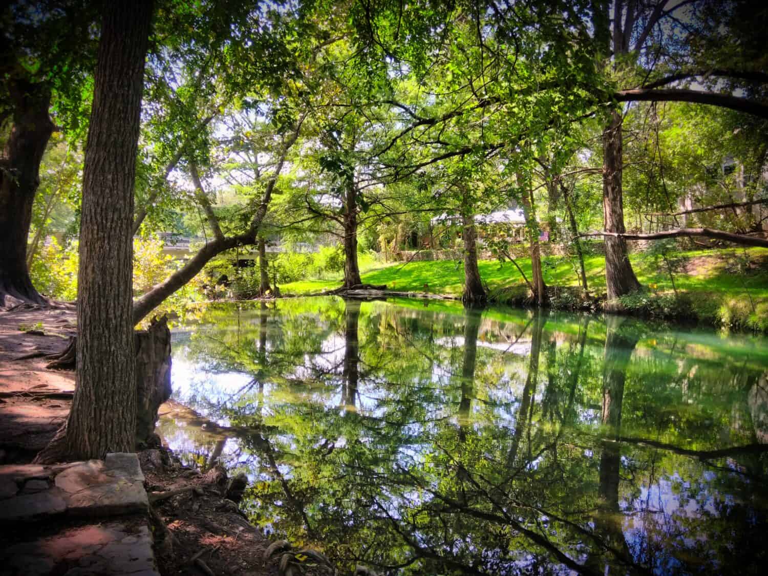 Cypress Creek, Wimberley, Texas, Cypress Trees