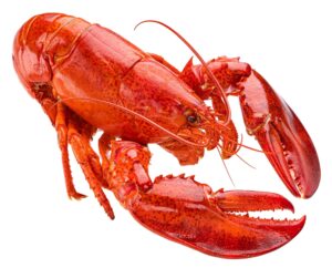 Lobster Market Prices in 2024: What to Expect When Buying This Year Picture