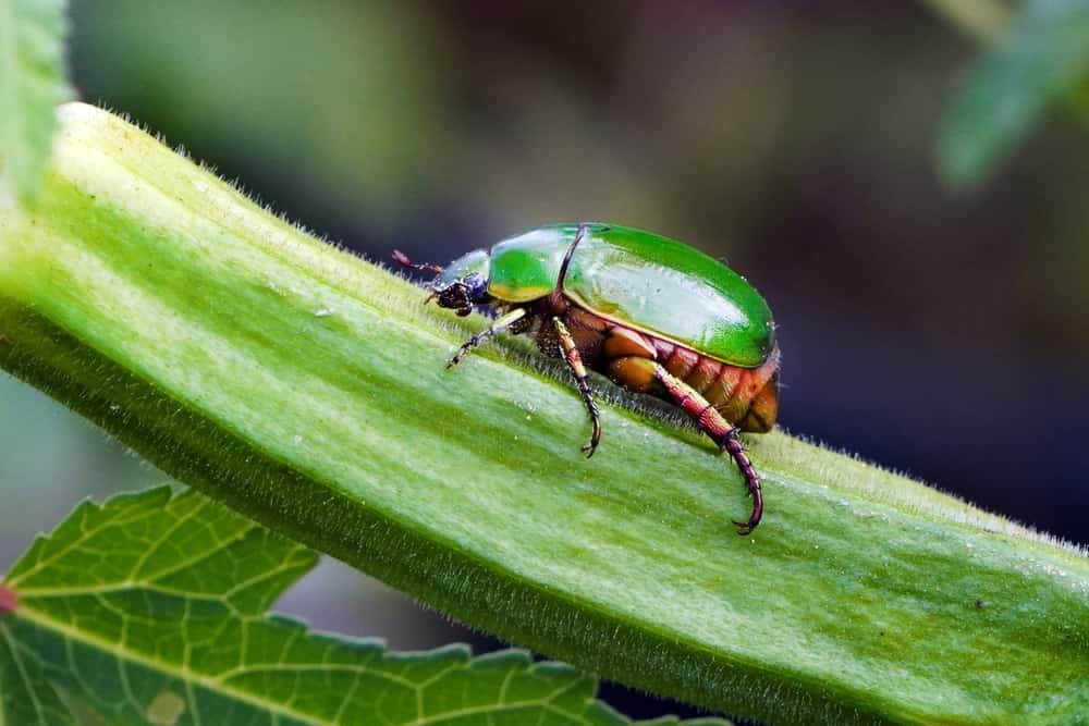 Beautiful resplendent emerald green beetle Heterorrhina elegans in the garden.
