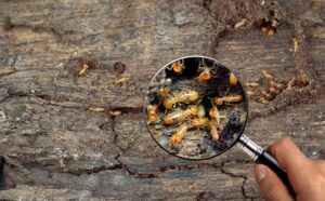 The 10 Worst States For Termites photo
