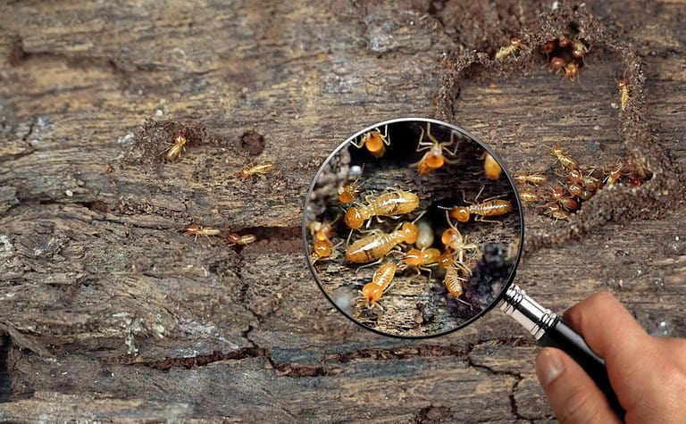 Termite Workers, Small termites, Work termites walk in the nest. Termites enlarge, zoom with magnifying glass.