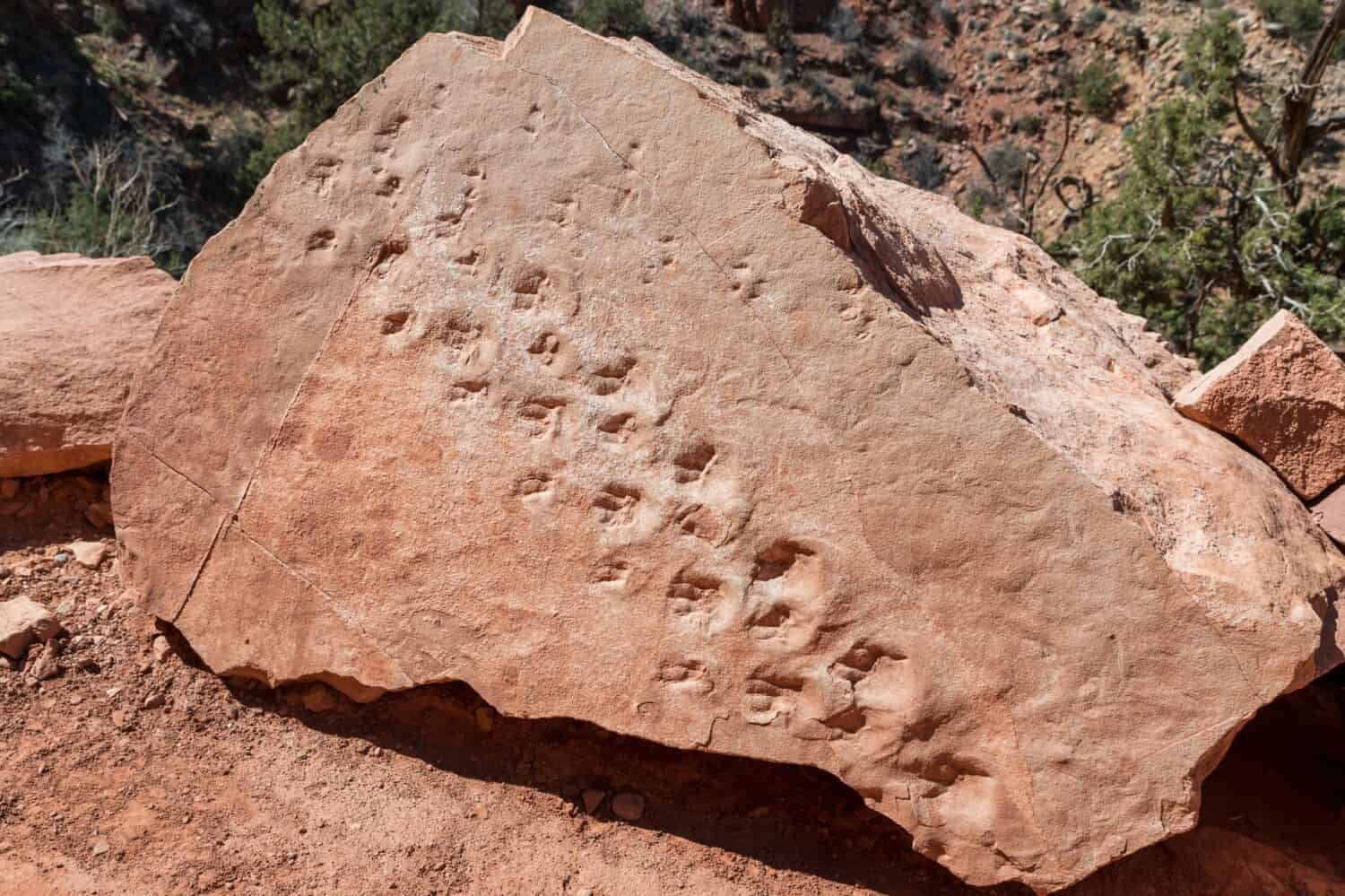 Fossilized footprints in a stone in Grand Canyon national park, Arizona, USA