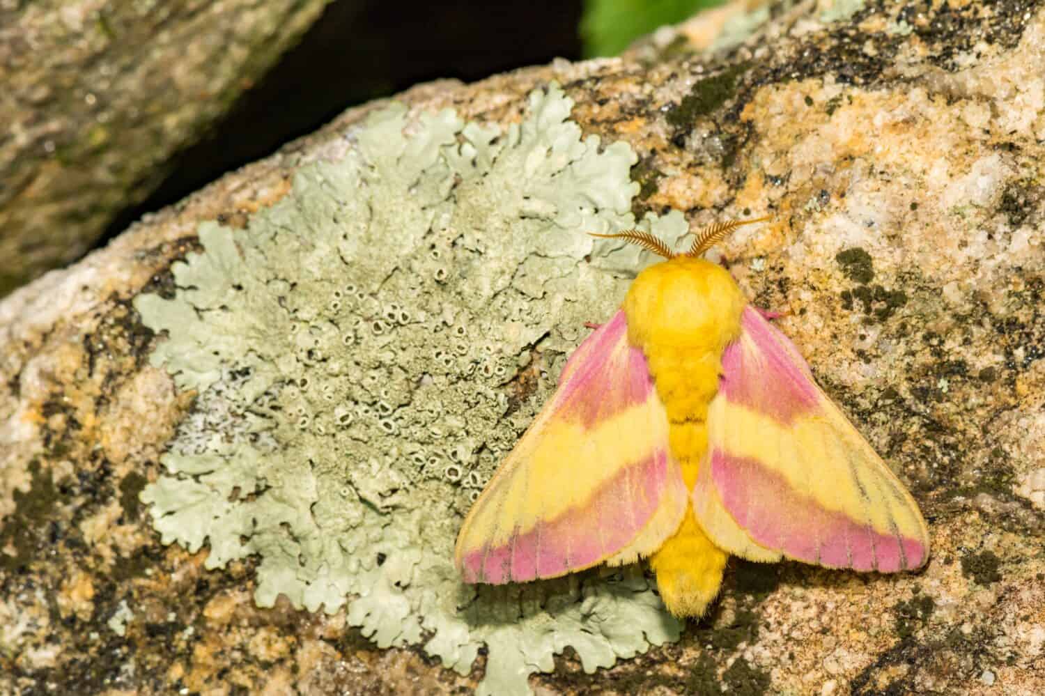 Keep an eye out for the vibrant Rosy Maple Moth in North Carolina