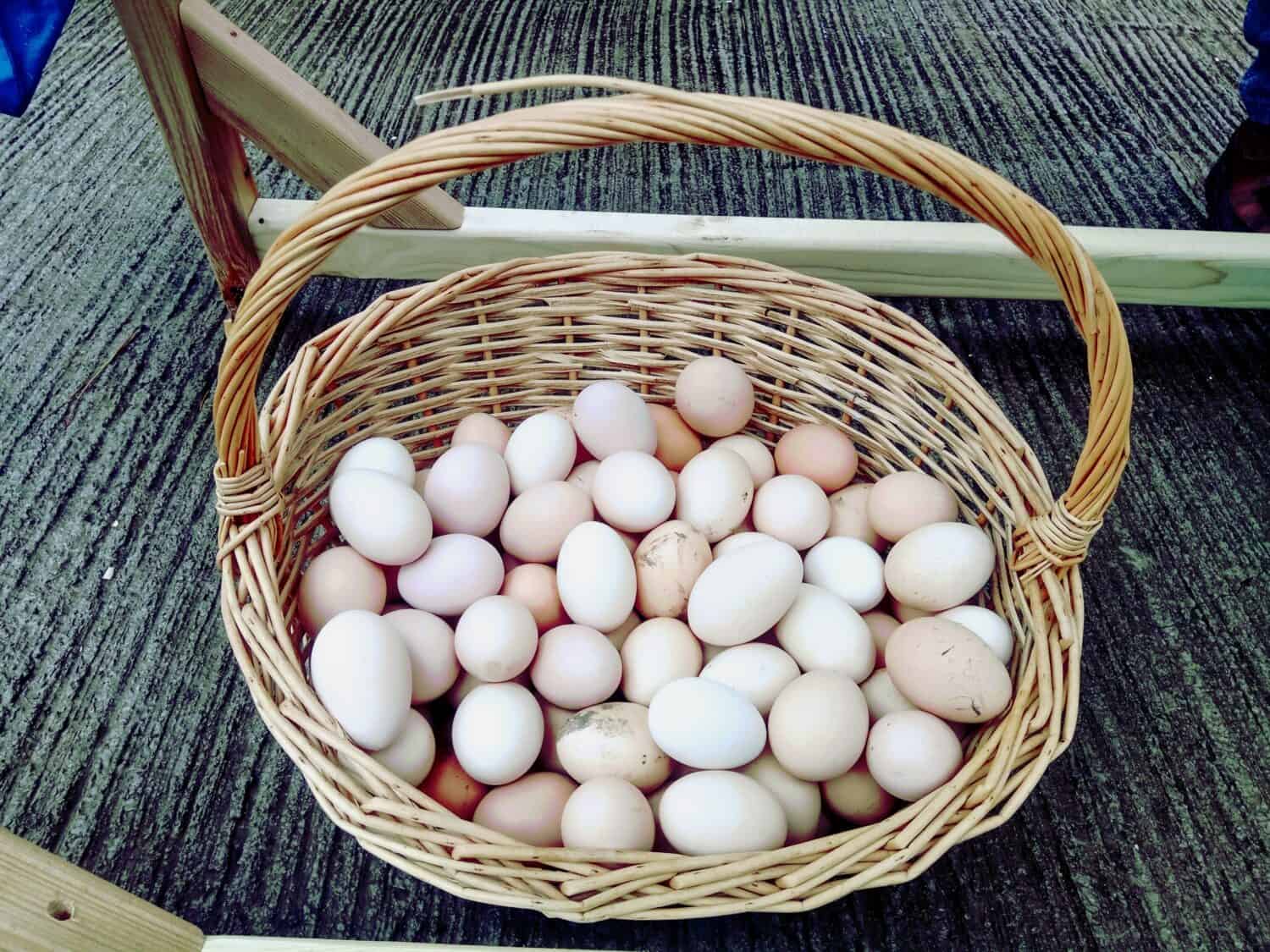 Delicious and organic home chicken eggs basket from the village of Atskuri, Organic Farm Barbale, Georgia