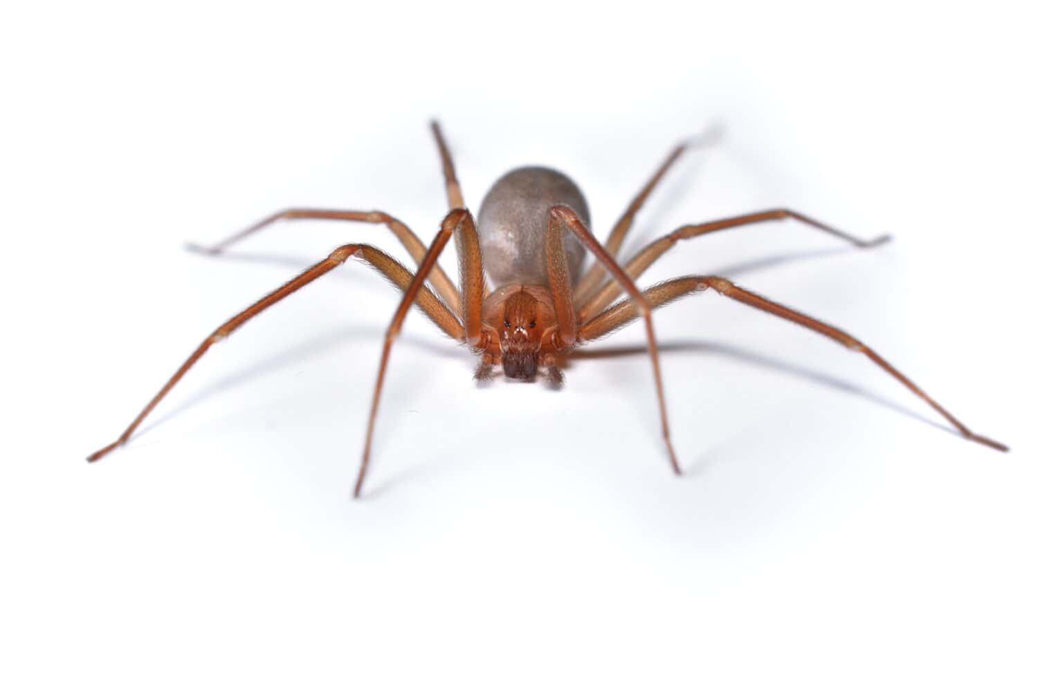 Closeup picture of a female of the Mediterranean recluse spider Loxosceles rufescens (Araneae: Sicariidae), a medically important spider with cytotoxic venom photographed on white background.