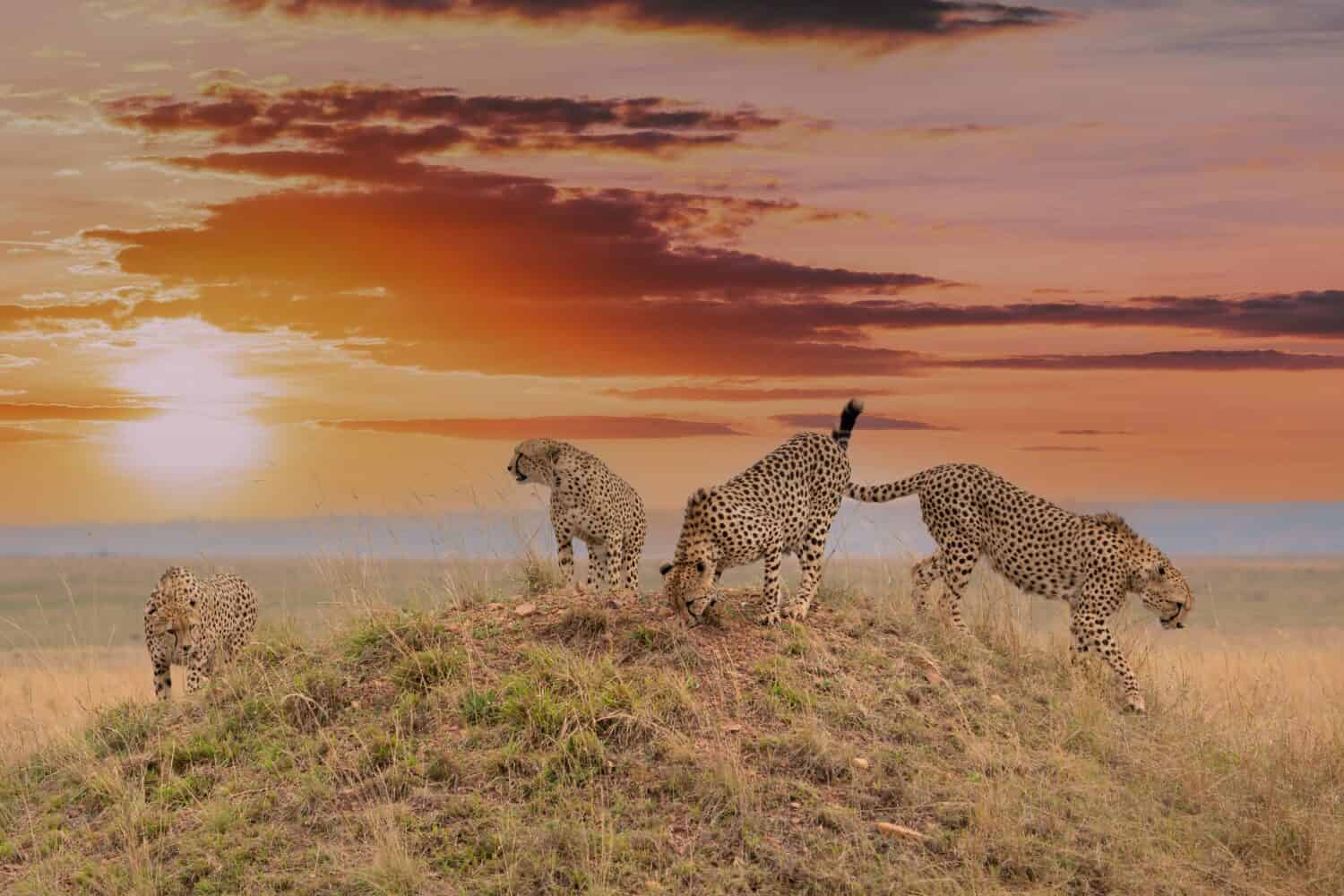 Famous brother cheetah coalition called Tano Bora marking their territory during beautiful sunrise, Maasai Mara National Reserve, Kenya