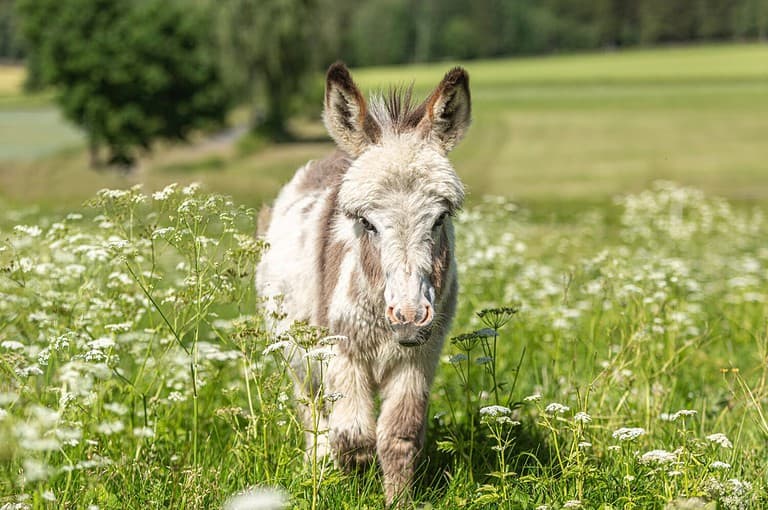 Portrait of a cute miniature donkey on a pasture in summer outdoors