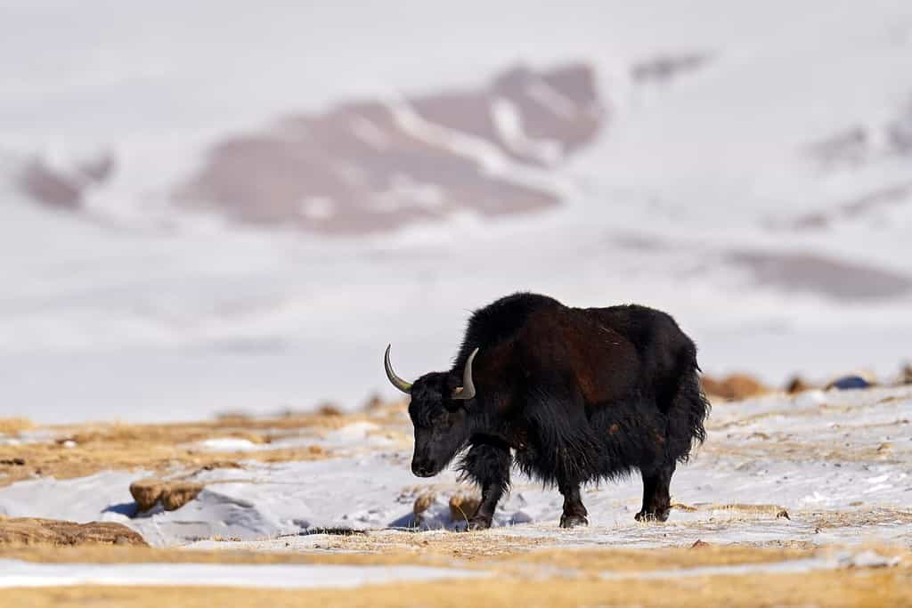 Wild yak, Bos mutus, large bovid native to the Himalayas, winter mountain codition, Tso-Kar lake, Ladakh, India. Yak from Tibetan Plateau, in the snow. Black bull with horn from snowy Tibet.