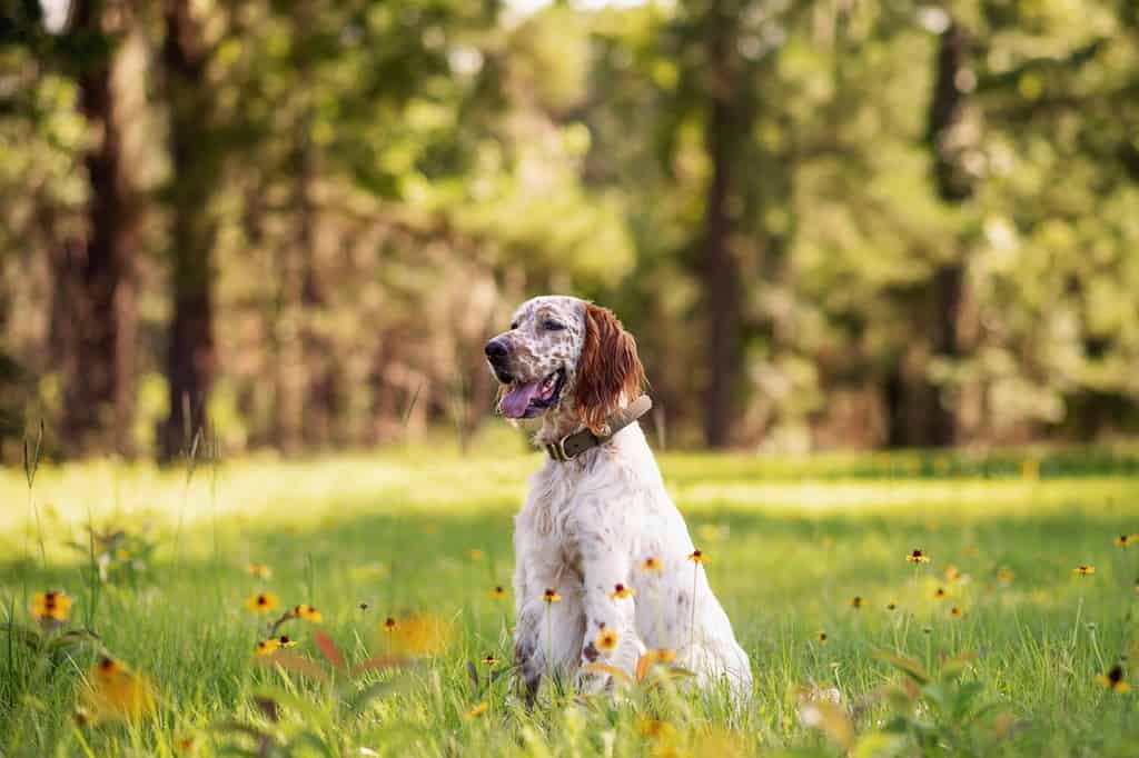 English setter dog at an outdoor meadow in the woods. dog at a park on a sunny day.