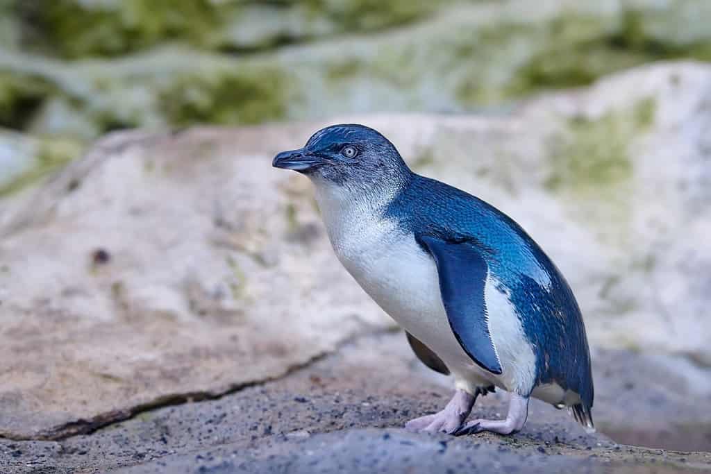 Little penguin (Eudyptula minor) is a species of penguin from New Zealand. They are commonly known as little blue penguins or blue penguins owing to their slate-blue plumage.