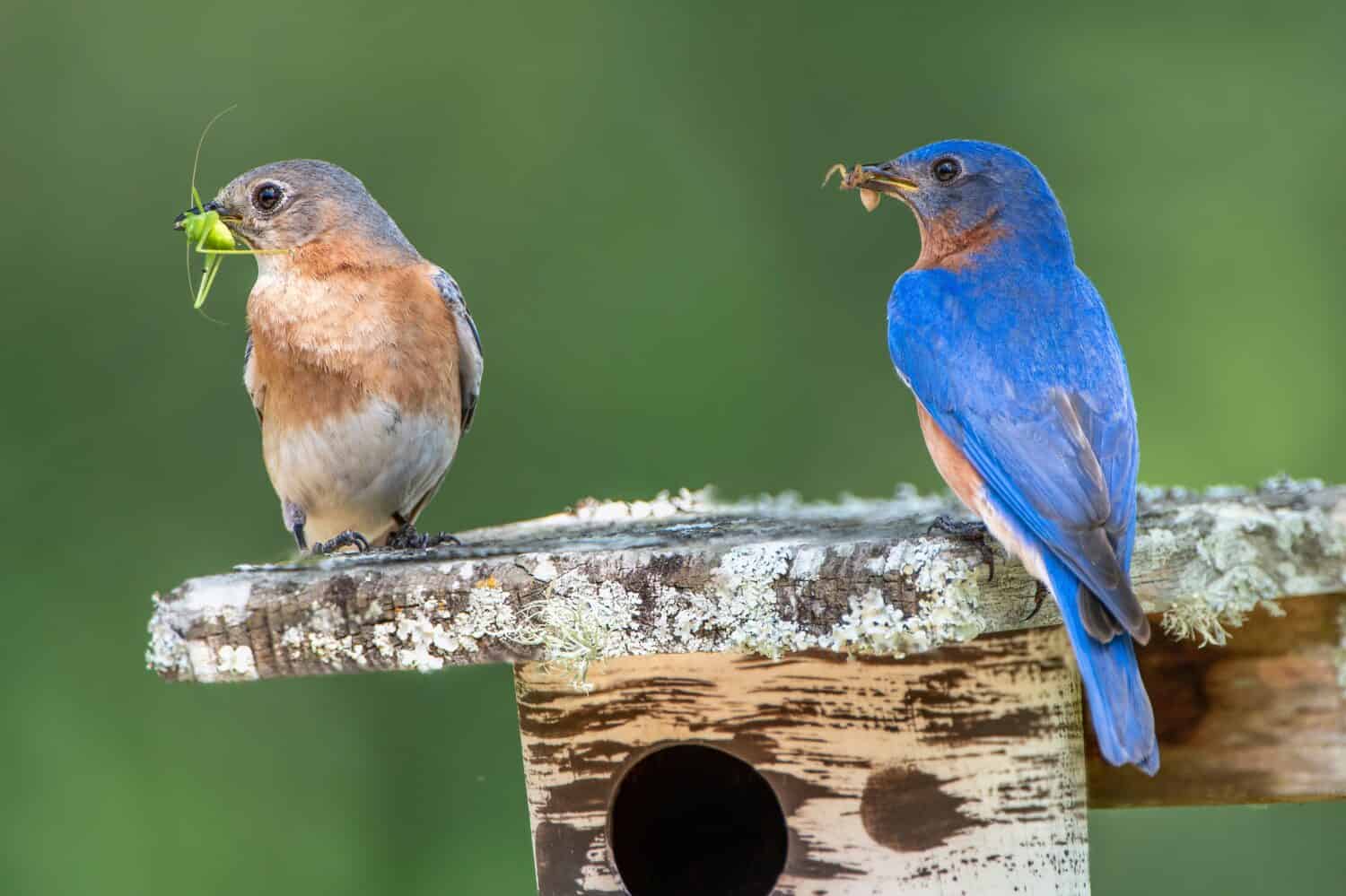 Male and Female Bluebirds with Food for Nestlings in Nesting Box in South Central Louisiana