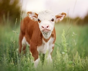 Miniature Cow Prices 2024: Purchase Cost, Food Budget, and More! Picture