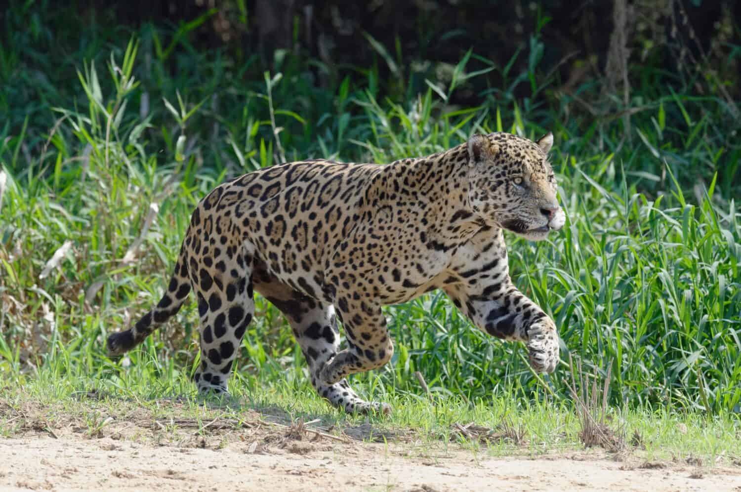 Male Jaguar (Panthera onca) running and chasing, Cuiaba river, Pantanal, Mato Grosso, Brazil