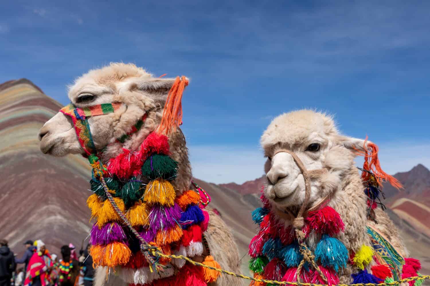 Lamas at the top of the Vinicunca mountain, or "mountain of 7 colors" (5200 meters high).