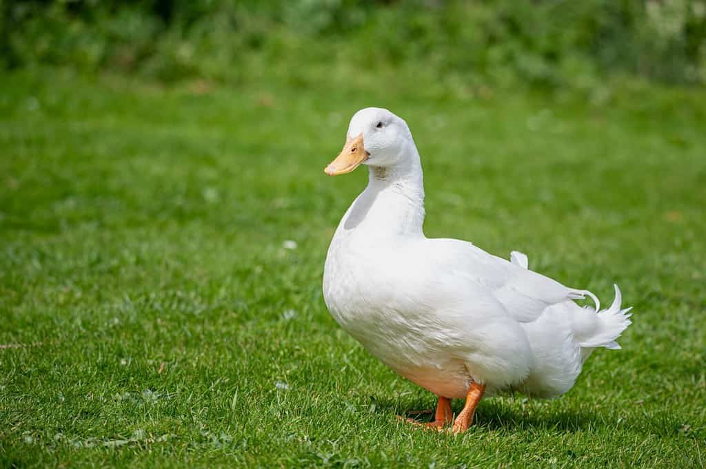 Large white heavy duck also known as America Pekin, Long Island Duck, Pekin Duck, Aylesbury Duck, Anas platyrhynchos domesticus