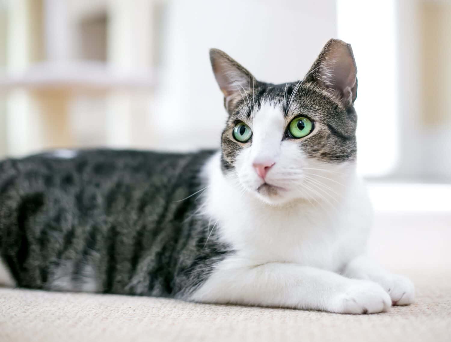 A shorthair cat with green eyes and its left ear tipped lying down in a relaxed pose