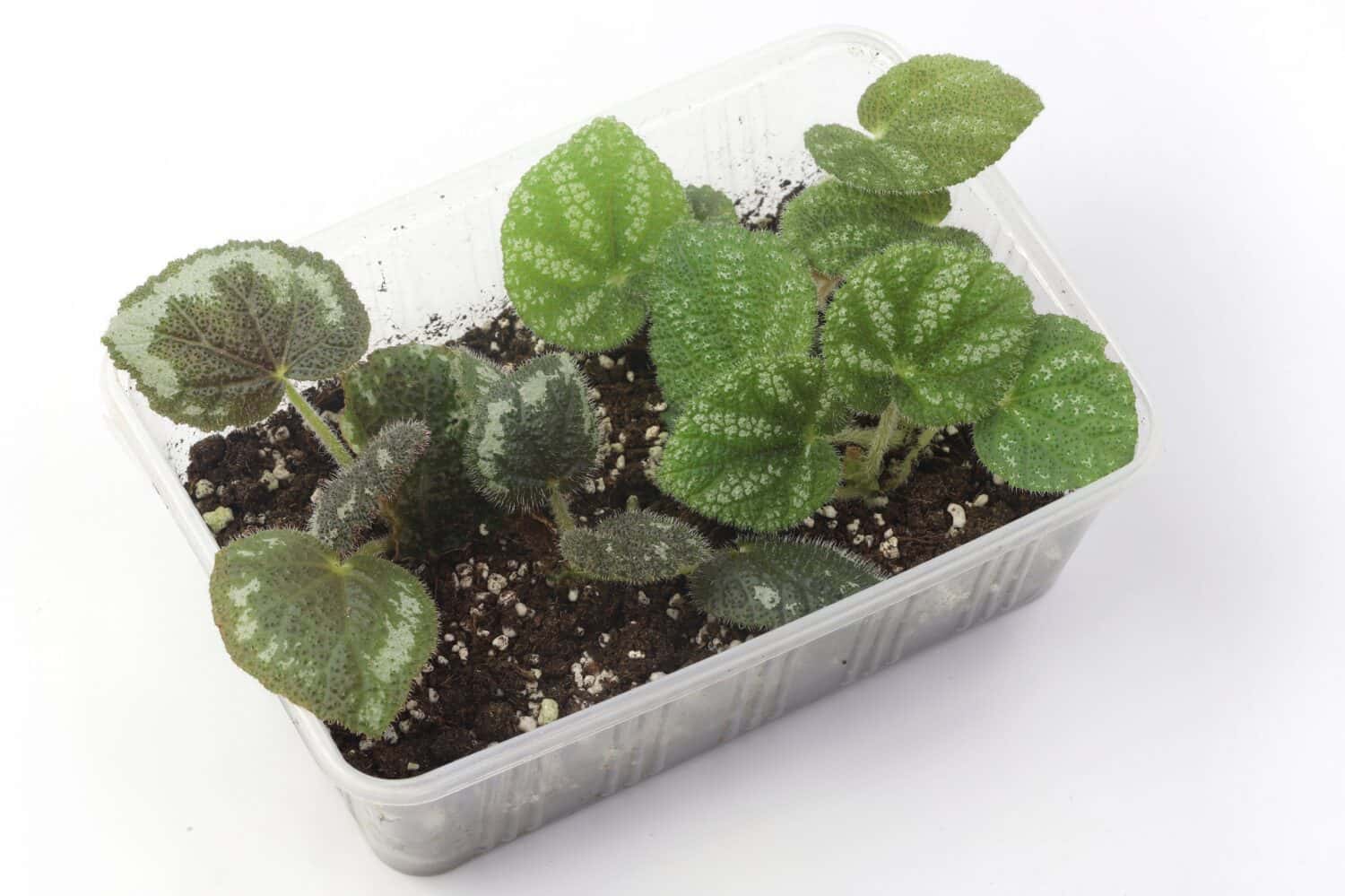Begonia propagation, isolated on white background . New plant of begonia grow in reused food container