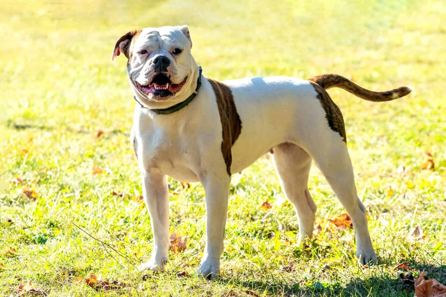 Dog breed American Bulldog on a leash in sunny weather. Portrait of a dog