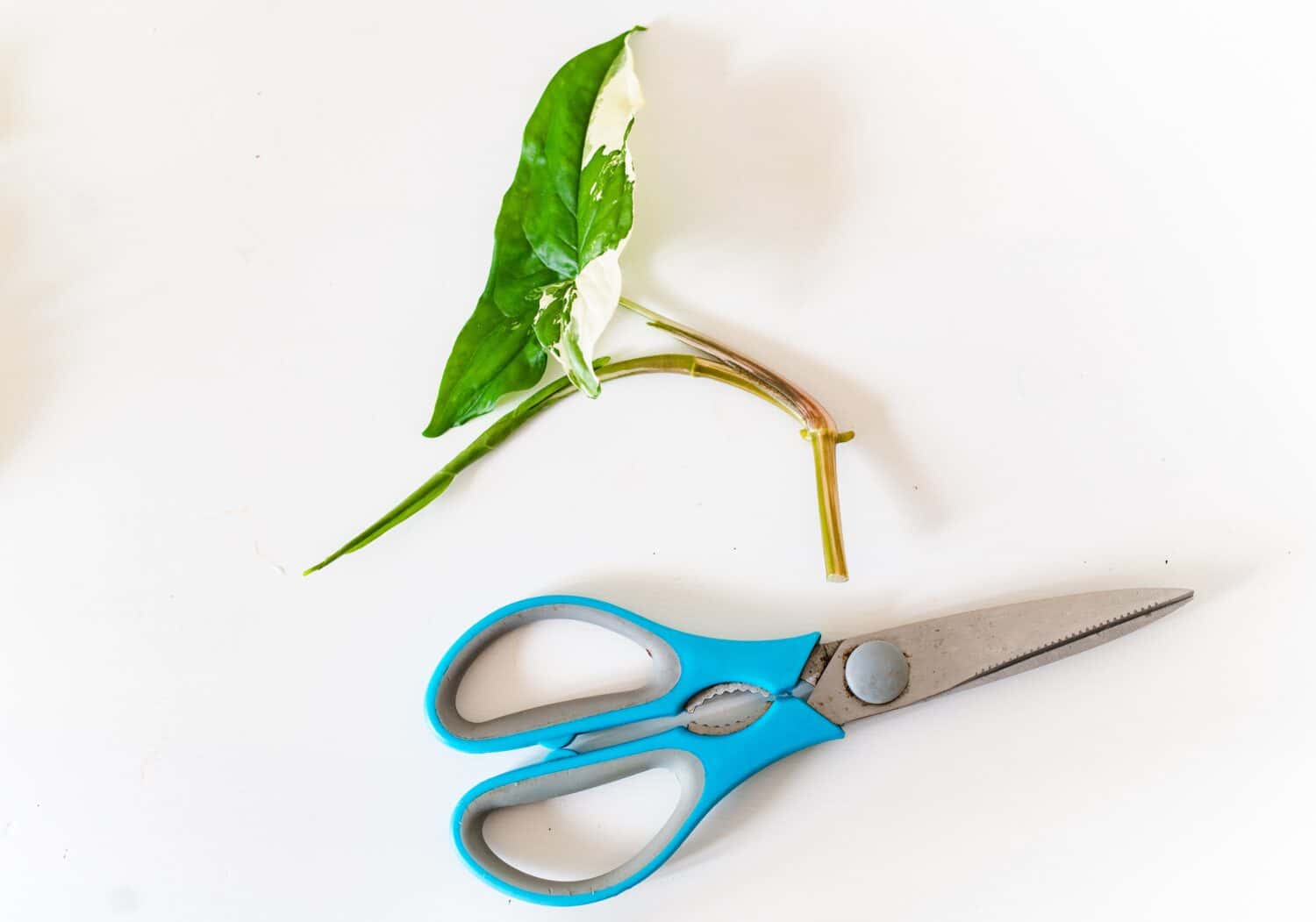 Emerald gem syngonium cutting for plant propagation. A very easy houseplant a propagate in water.