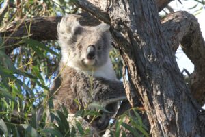 Why Do Koalas Have Identical Fingerprints to Humans? And Why Do We Both Need Them Picture