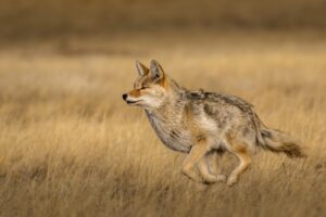 Coyotes in Massachusetts: Population, Common Locations, Hunting Rules, and More Picture