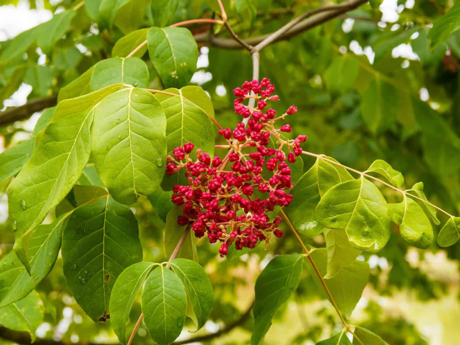 (Tetradium daniellii ) Bee-bee tree or Korean evodia with shiny follicles in bright red corymbs at the end of branches with pointed leaves, varnished and velvety bluish green, wavy margin