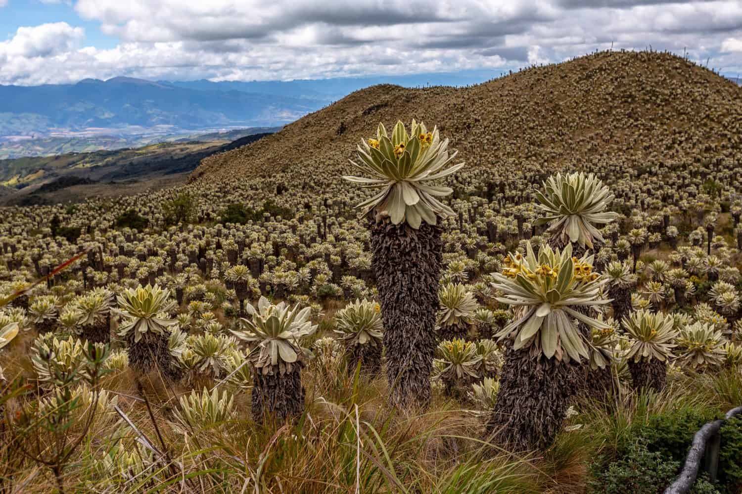 The moors of El Ángel, at the foot of the Chiles volcano, are covered by the famous frailejones, beautiful plants with leaves like rabbit ears.