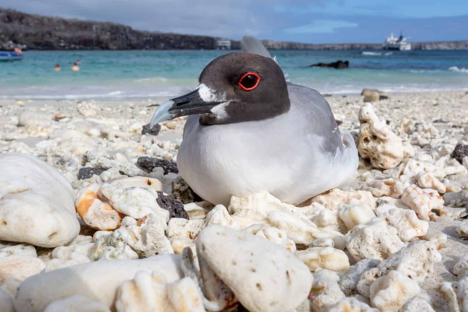 An adult swallow-tailed gull rests on the coral beach of Isla Genovesa. The water in the background is surrounded by the rim of a dormant volcano cone, and is a popular spot for visiting tourists.
