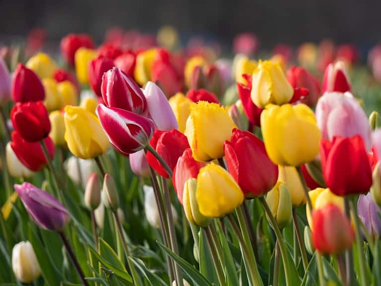colorful tulip field with selective focus