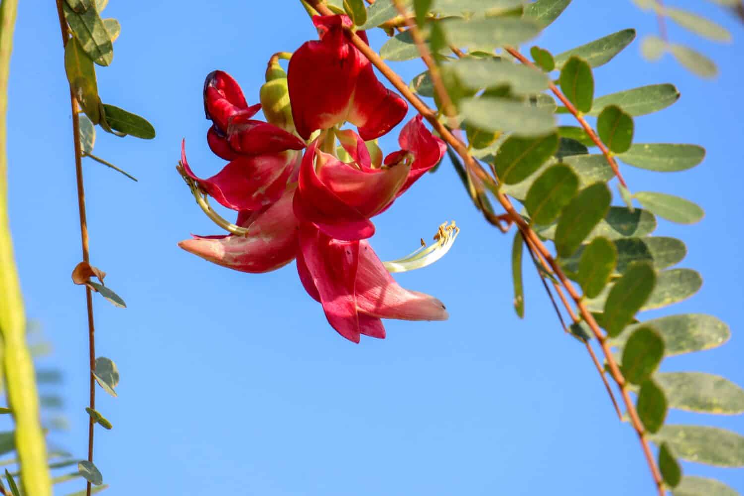 beautiful photo of a red turi flower Sesbania grandiflora is a small tree belonging to the Fabaceae tribe. agati or hummingbird tree, is a small soft woody tree whose flowers can be eaten as vegetable