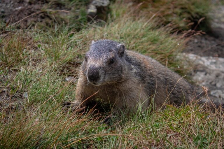 Cute Groundhog, who came out of his burrow and is looking around. Blurred background. Groundhog with fluffy fur sitting on a meadow. View of the landscape. Photographed on Grossglockner.