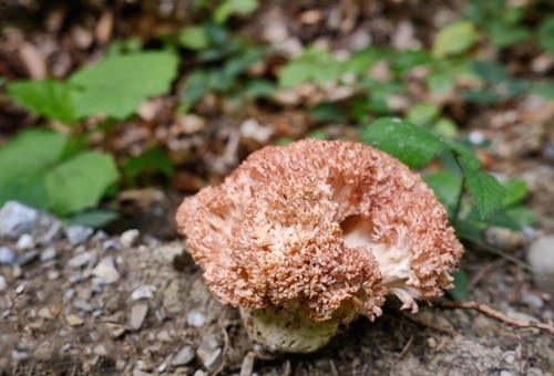 Mushroom pink coral Ramaria Botrytis