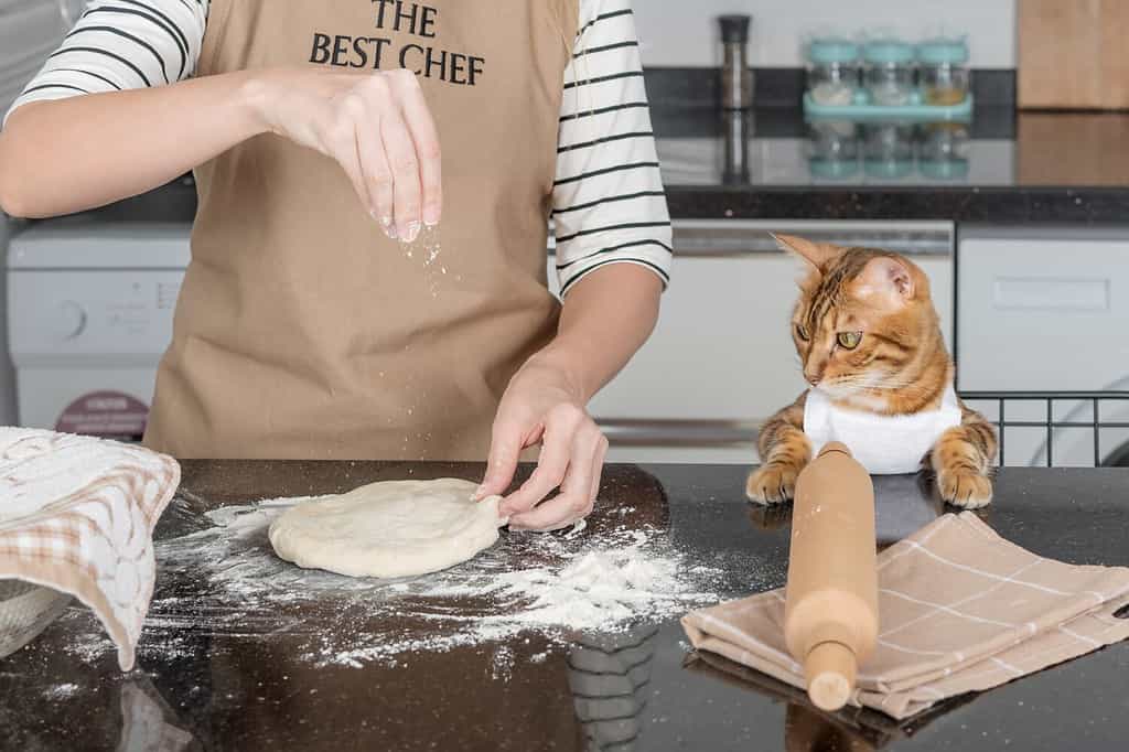 The owner woman and her cat are having fun preparing a pie or pizza in the kitchen together.