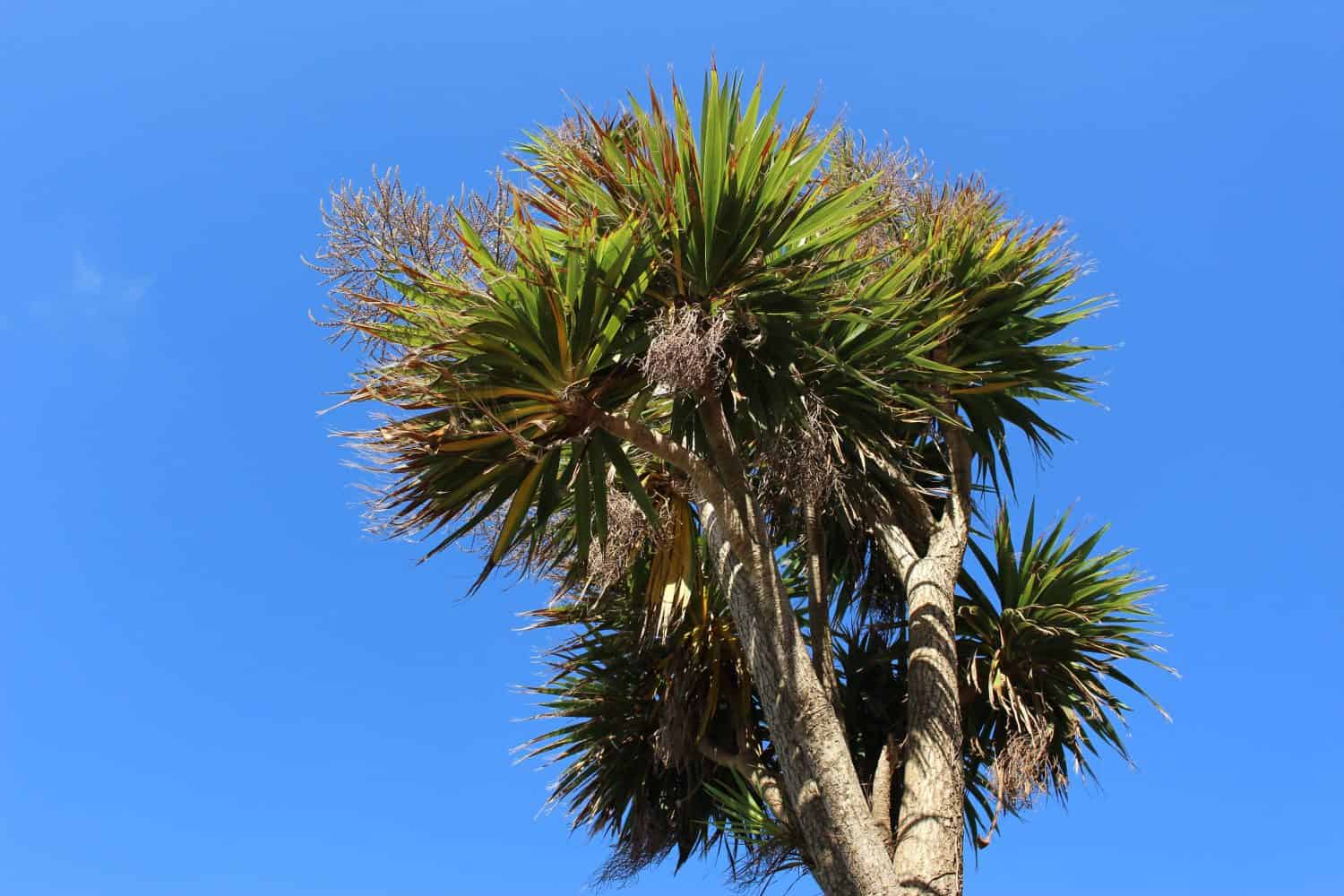 Cordyline australis - New Zealand cabbage tree - isolated against a clear blue sky outdoors on a sunny day in summer