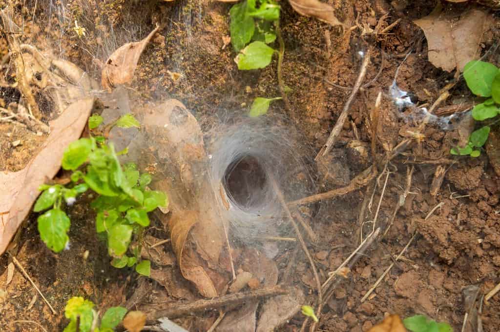 Funnel web spider refers to many different species of spider particularly those that spin a web in the shape of a funnel. Here is a funnel shaped web spun by a spider.
